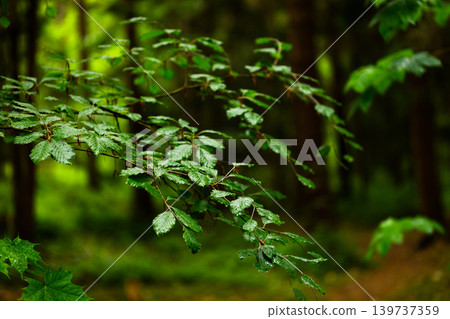 Forest Landscape with Branch, Moody Fairytale Woodland Background Forest Landscape with Branch, Moody Fairytale Woodland Background 139737359