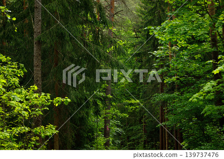 Forest in Fairytale Woodland, Pine and Spruce Summer Landscape Background 139737476
