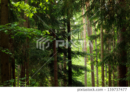 Forest in Fairytale Woodland, Pine and Spruce Summer Landscape Background 139737477