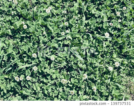 Weeds blooming among the clover 139737531