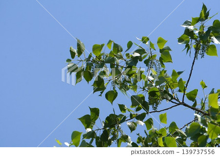 European black aspen - May 2025 European black aspen - May 2025 139737556
