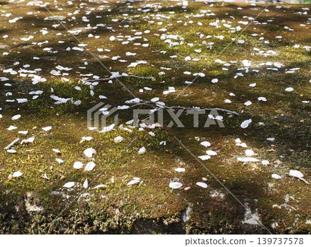 櫻花地毯 櫻花地毯 139737578