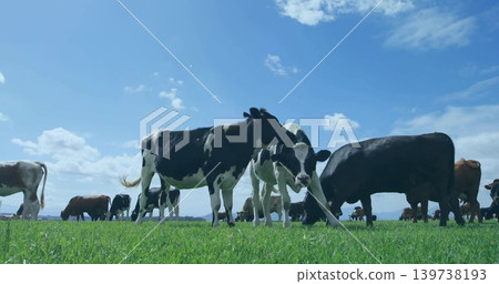 Grazing black-white dairy and brown beef cattle across grassy pasture under scattered clouds, hills Grazing black-white dairy and brown beef cattle across grassy pasture under scattered clouds, hills 139738193
