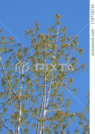 Young fruits of European black aspen - April 2026 Young fruits of European black aspen - April 2026 139738216