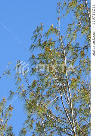 Young fruits of European black aspen - April 2026 Young fruits of European black aspen - April 2026 139738218