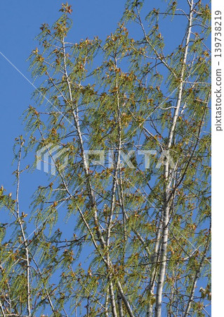 Young fruits of European black aspen - April 2026 Young fruits of European black aspen - April 2026 139738219