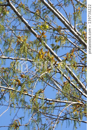 Young fruits of European black aspen - April 2026 Young fruits of European black aspen - April 2026 139738222