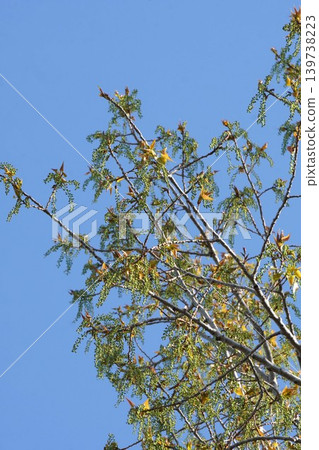 Young fruits of European black aspen - April 2026 Young fruits of European black aspen - April 2026 139738223
