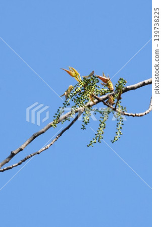 Young fruits of European black aspen - April 2026 Young fruits of European black aspen - April 2026 139738225