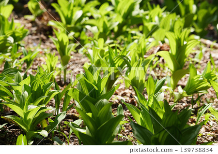 Spring plants that bloom in the primeval forests of Hokkaido Spring plants that bloom in the primeval forests of Hokkaido 139738834