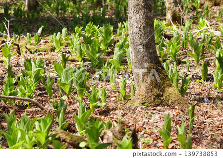 Spring plants that bloom in the primeval forests of Hokkaido 139738853