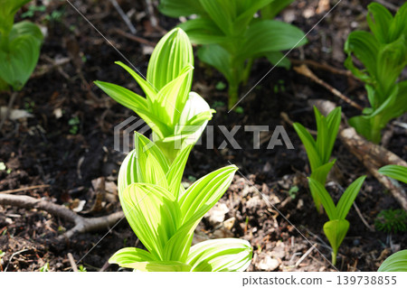 Spring plants that bloom in the primeval forests of Hokkaido Spring plants that bloom in the primeval forests of Hokkaido 139738855