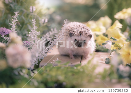 Hedgehog 1 Hedgehog 1 139739280