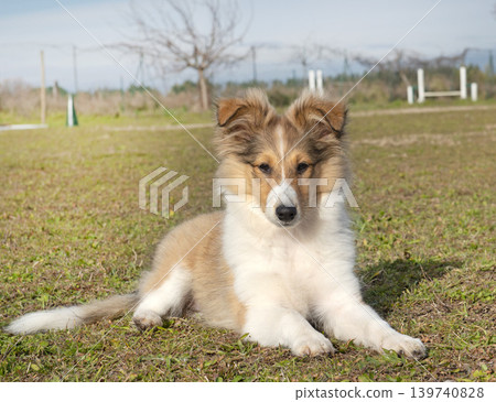 Shetland Sheepdog in club Shetland Sheepdog in club 139740828