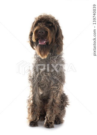 Wirehaired Pointing Griffon Wirehaired Pointing Griffon 139740839