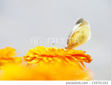 A cabbage white butterfly perched on a marigold. A cabbage white butterfly perched on a marigold. 139741161