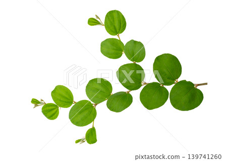 Green jujube leaves branch isolated on white background with clipping path for nature design element Green jujube leaves branch isolated on white background with clipping path for nature design element 139741260