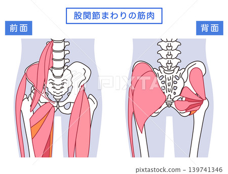 臀部和髖關節周圍的肌肉 139741346