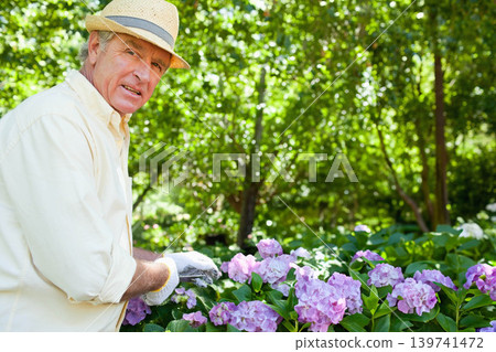 Senior man wearing straw hat and gloves, tending pink purple hydrangea bed in garden, copy space Senior man wearing straw hat and gloves, tending pink purple hydrangea bed in garden, copy space 139741472