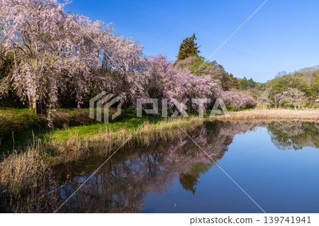 Weeping cherry trees surrounding Kanayama Pond in Hitachi Fudoki-no-Oka Waterfront Park, Someya, Ishioka City, Ibaraki Prefecture. 139741941