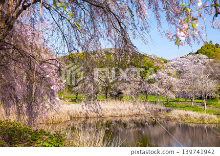 Weeping cherry trees surrounding Kanayama Pond in Hitachi Fudoki-no-Oka Waterfront Park, Someya, Ishioka City, Ibaraki Prefecture. Weeping cherry trees surrounding Kanayama Pond in Hitachi Fudoki-no-Oka Waterfront Park, Someya, Ishioka City, Ibaraki Prefecture. 139741942