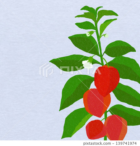 手繪花卉插圖:燈籠花 手繪花卉插圖:燈籠花 139741974