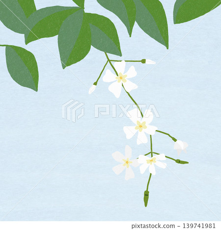 Hand-drawn flower illustration: Trachelospermum asiaticum 139741981