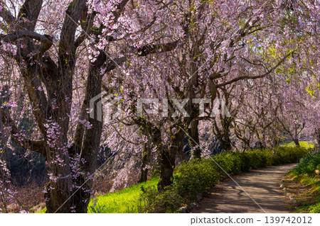 茨城縣石岡市染谷市日立風土之丘濱水公園金山池周圍環繞著垂枝櫻花隧道。 139742012
