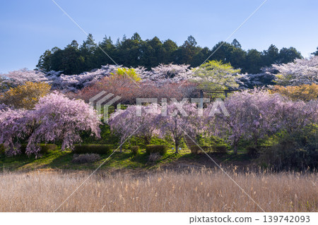 茨城縣石岡市染谷市日立風土之丘濱水公園金山池周圍的垂枝櫻花 139742093