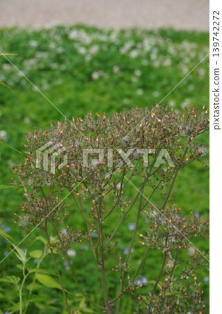 2026年5月,日本月桂(Crepis japonica)的花朵已經凋謝。 2026年5月,日本月桂(Crepis japonica)的花朵已經凋謝。 139742272