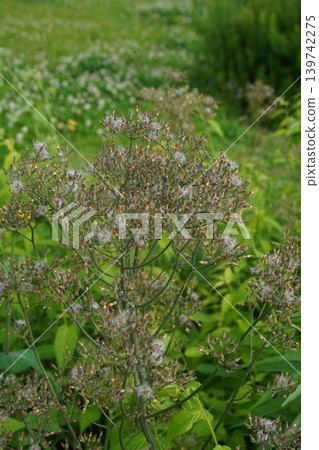 The flowers of the Japanese laurel (Crepis japonica) that have finished blooming - May 2026 The flowers of the Japanese laurel (Crepis japonica) that have finished blooming - May 2026 139742275