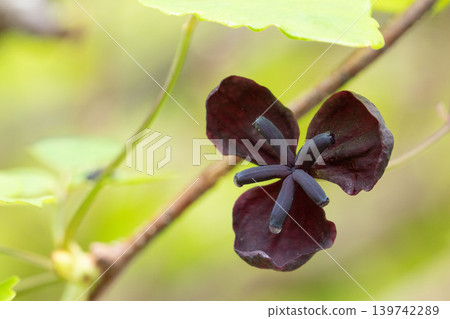 木通花在綠葉環繞中盛開 木通花在綠葉環繞中盛開 139742289