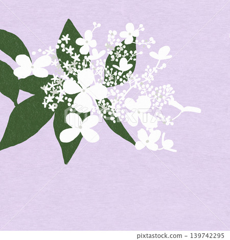 Hand-drawn flower illustration: Hydrangea paniculata Hand-drawn flower illustration: Hydrangea paniculata 139742295