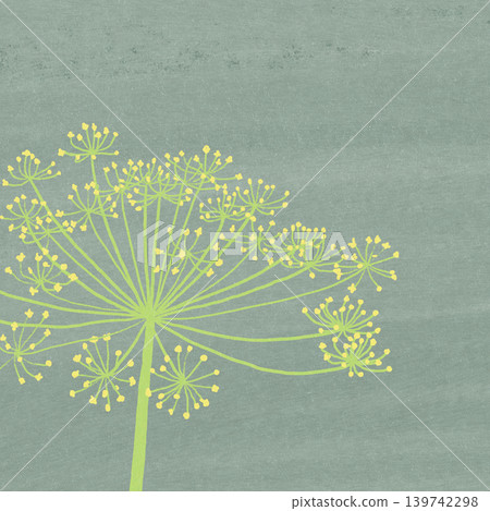 Hand-drawn flower illustration - Dill 139742298