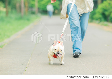 一隻法國鬥牛犬和它的主人一起散步。 139742312