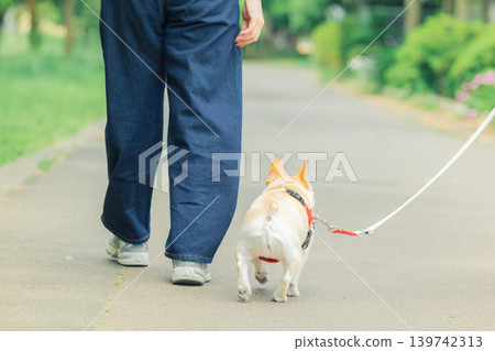 A French Bulldog on a walk with its owner. 139742313