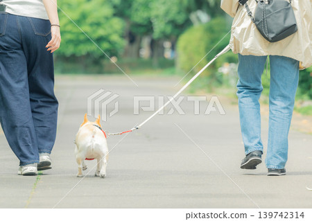 A French Bulldog on a walk with its owner. 139742314