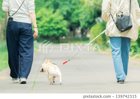 A French Bulldog on a walk with its owner. 139742315