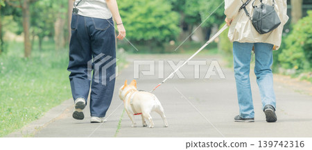 一隻法國鬥牛犬和它的主人一起散步。 139742316