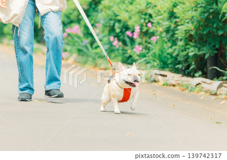 一隻法國鬥牛犬和它的主人一起散步。 139742317