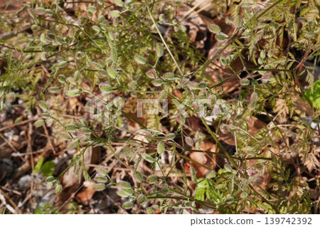 After the flowers of the Japanese pine tree (Torilis japonica) - May 2026 After the flowers of the Japanese pine tree (Torilis japonica) - May 2026 139742392