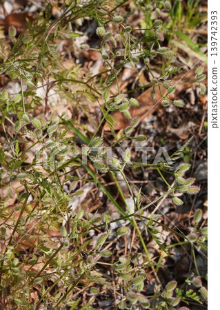 日本松(Torilis japonica)花期之後 - 2026年5月 日本松(Torilis japonica)花期之後 - 2026年5月 139742393