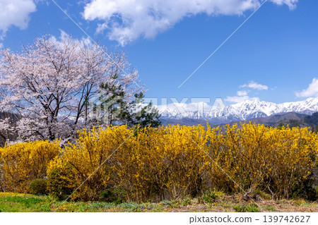 From the cherry blossom pass of Nitanda, where Ooyamazakura and other cherry blossoms bloom, in Takafu, Ogawa Village, Kamiminochi District, Nagano Prefecture, you can see forsythia and the snow-capped Northern Alps. From the cherry blossom pass of Nitanda, where Ooyamazakura and other cherry blossoms bloom, in Takafu, Ogawa Village, Kamiminochi District, Nagano Prefecture, you can see forsythia and the snow-capped Northern Alps. 139742627