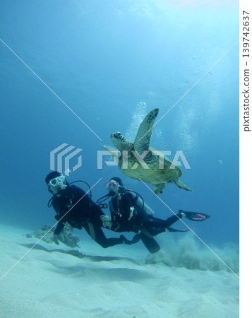 一男一女潛水員在夏威夷水下體驗中與野生海龜一同暢遊 | 旅遊與潛水廣告素材 一男一女潛水員在夏威夷水下體驗中與野生海龜一同暢遊 | 旅遊與潛水廣告素材 139742637