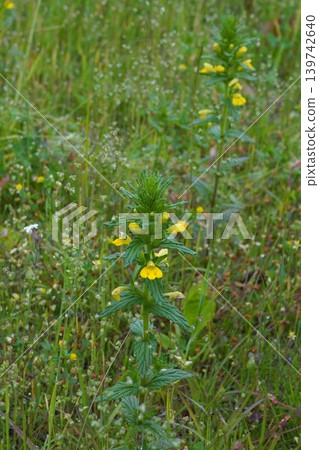艾蒿(Artemisia princeps)的黃色花朵 - 2026年5月 艾蒿(Artemisia princeps)的黃色花朵 - 2026年5月 139742640