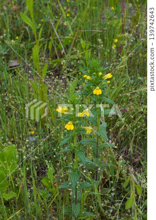 艾蒿(Artemisia princeps)的黃色花朵 - 2026年5月 艾蒿(Artemisia princeps)的黃色花朵 - 2026年5月 139742643