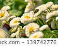 蜜蜂和鮮花 139742776