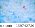 藍色海洋中的紅色花朵 139742780