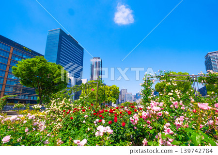 大阪中之島公園玫瑰園 139742784