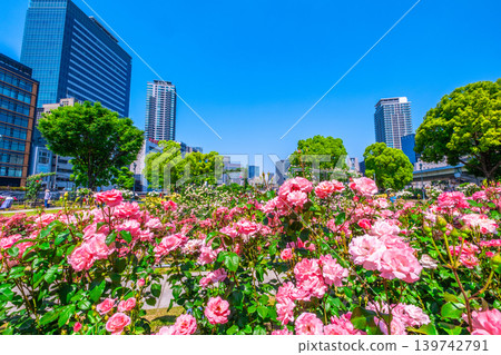 Rose Garden at Nakanoshima Park, Osaka Rose Garden at Nakanoshima Park, Osaka 139742791